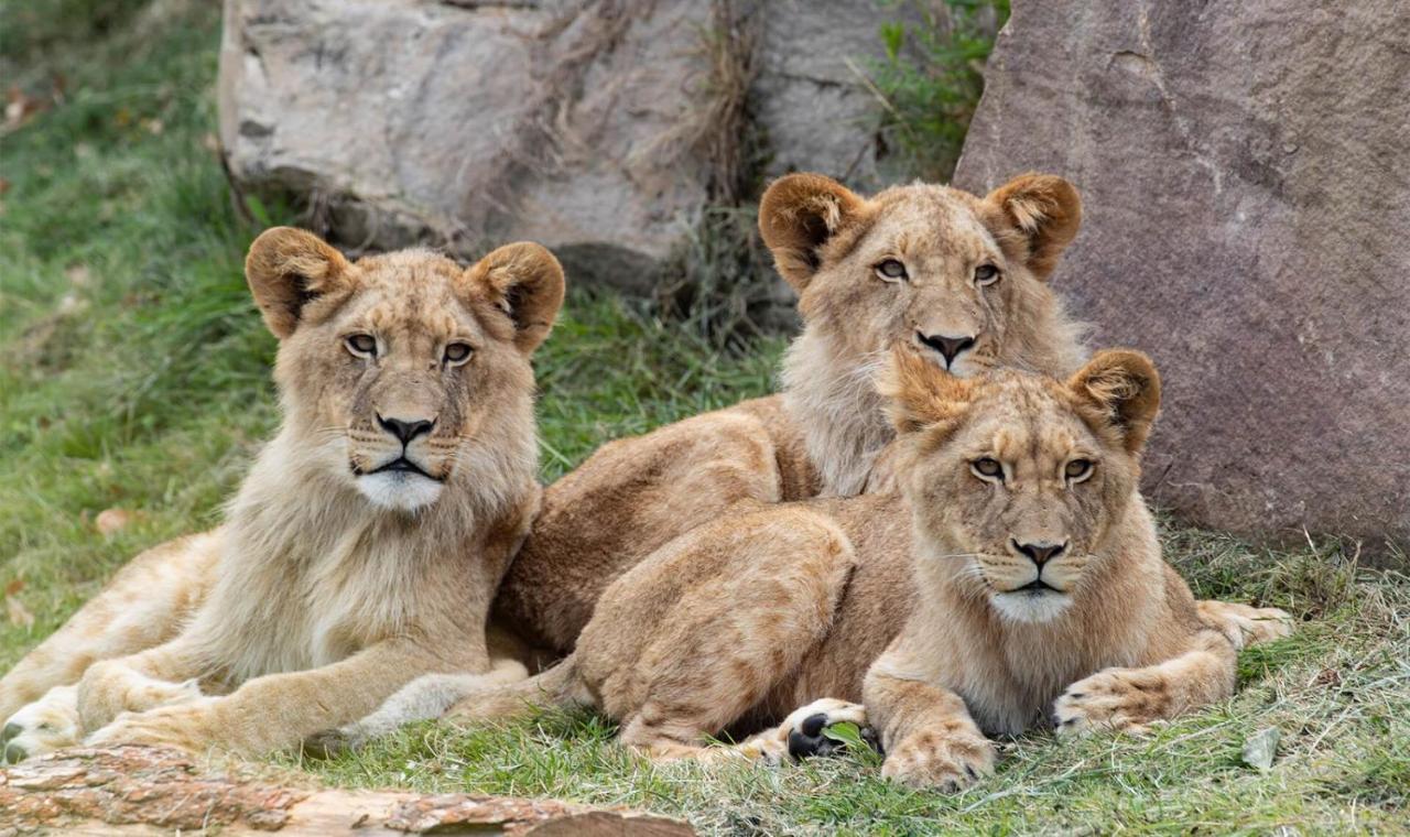 Le Chant Des Oiseaux, 3Km Du Zoo De Beauval, Parking Gratuit ,Wifi Et Netflix Gratuits Saint-Aignan  Esterno foto